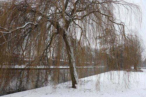 Bomen in de winter