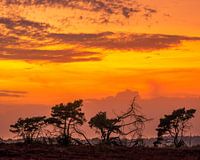Zonsondergang in de heide