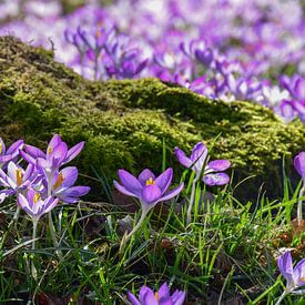 Terwijl de lente nadert van Ingrid de Vos - Boom