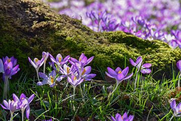 Terwijl de lente nadert van Ingrid de Vos - Boom