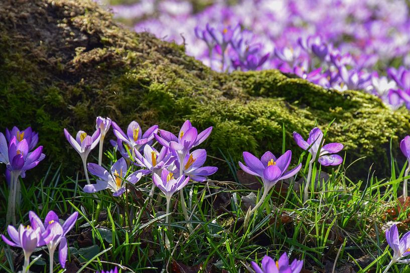 As spring approaches by Ingrid de Vos - Boom