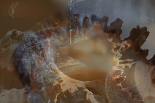 Abstracte fotografie | Moderne vormen en lijnen | Schelpen en hout