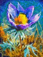 Blume Wiesen-Kuhschelle