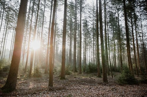 Forêt avec lever de soleil