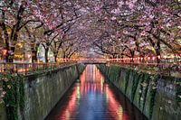 Kirschblütenbäume in Tokio, Japan