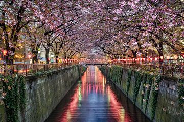 Cerisiers en fleurs à Tokyo, Japon sur Michael Abid