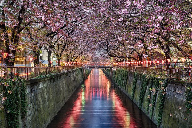 Cerisiers en fleurs à Tokyo, Japon par Michael Abid
