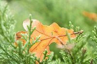 gevallen blad, zachte herfst