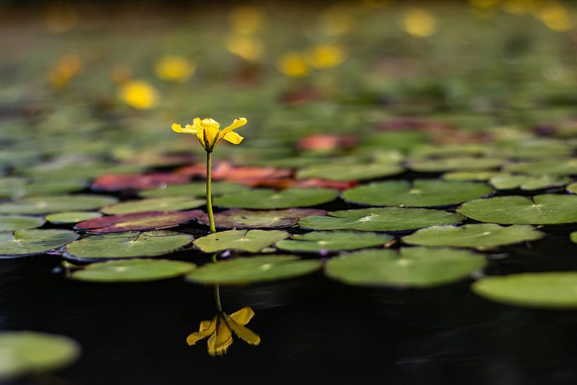 Wasserpflanze in Blüte von Jeroen Gutte
