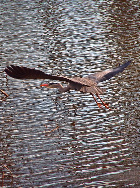Escape par Edgar Schermaul
