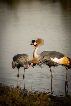 Crowned cranes in Kenya by Evelyne Van Heuverzwyn