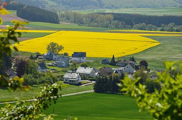 Rape fields near Steffeln in the Eifel by Susanne Seidel