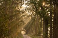 Solarharfen im Wald