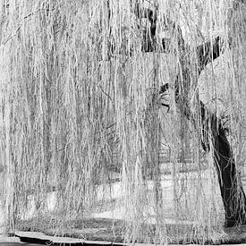 Arbre blanc d'hiver sur Chantal Koster