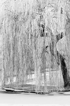 Winter witte boom van Chantal Koster