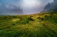 De l'herbe dynamique dans le brouillard