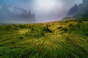 Dynamisch gras in de mist van Christian Deike