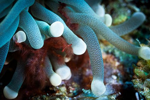 Orangutan crab @ Komodo, Indonesia