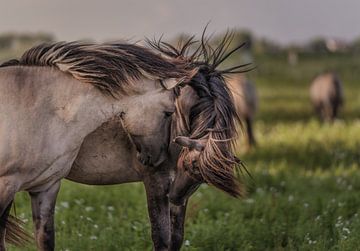 Wilde paarden. van Henri Ton