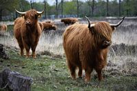 Schotse hooglander