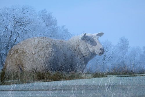 Abstracte fotografie | Fantasie | Portret van een Schaap