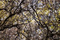 bomen, bos, takken, boomtoppen, bladeren