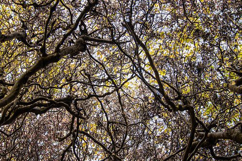 bomen, bos, takken, boomtoppen, bladeren