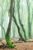 Dancing trees