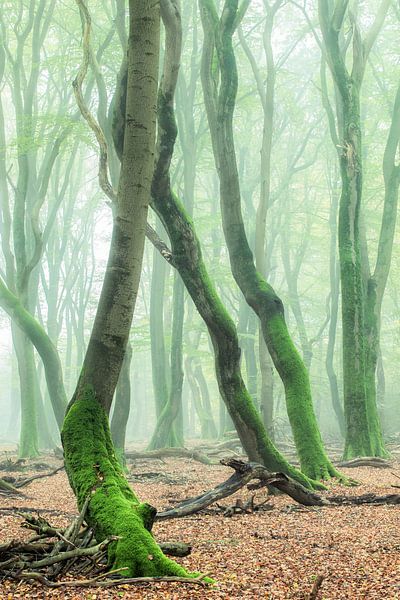 Dancing trees by Martijn Schruijer