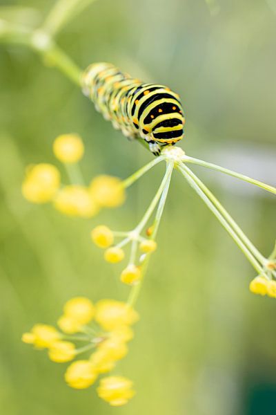 From caterpillar to butterfly | Fine art print | green world by Gabry Zijlstra