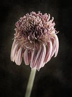 Withered Gerbera on a dark background with a decorative texture