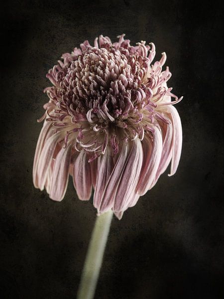 Withered Gerbera on a dark background with a decorative texture by Andreas Berheide Photography