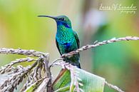 Colibri von Kevin Van Haesendonck Miniaturansicht