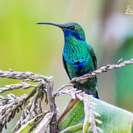 Colibri van Kevin Van Haesendonck