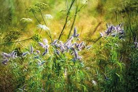 Wilde bloemen aan de rand van het veld van Nicc Koch