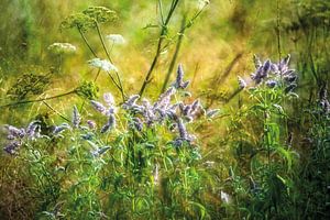 Wildblumen am Feldrand