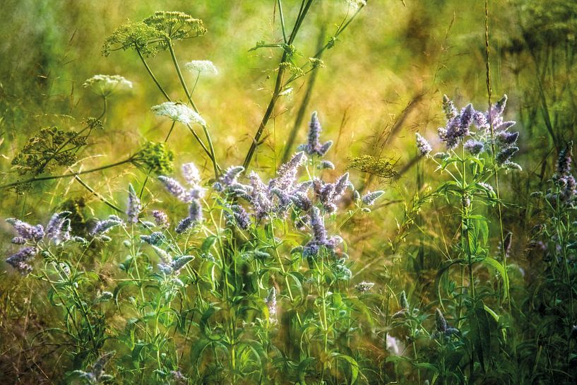 Wildblumen am Feldrand von Nicc Koch
