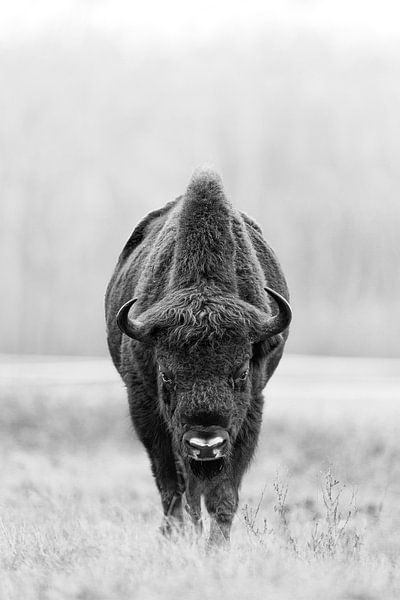 Staring contest with a large Wisent bull by Patrick van Os