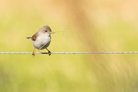 Warbler with nesting material. by Dennis Meijer