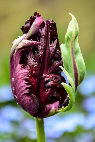 Black Parrot Tulp