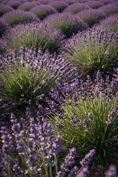 Beautiful lavender field at sunset by Art & Soul Creations