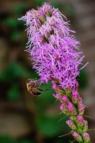 Bloeiende plant met Bij par Johan Slagers