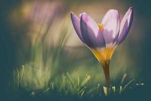 Macro Crocus en photographie de style vintage