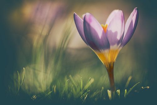 Macro Crocus in vintage style photography