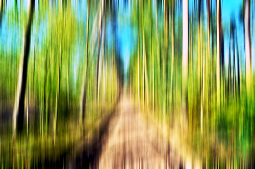 Pine forest in sunlight – Abstraction