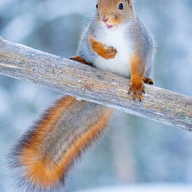 Winter-Eichhörnchen II von Sam Mannaerts