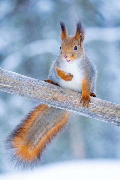 Winter-Eichhörnchen II von Sam Mannaerts