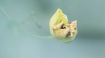 Out of the mist von Andrew Greening