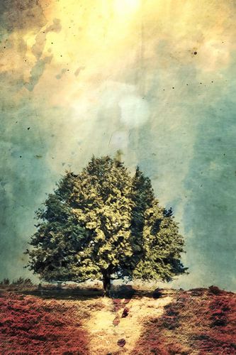 Stralend licht op de heide