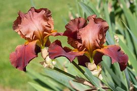 Bartiris, Iris barbata by Alexander Ludwig